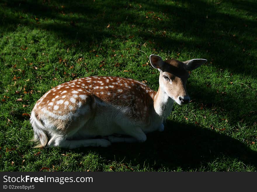 A spotted deer in a park in Netherlands