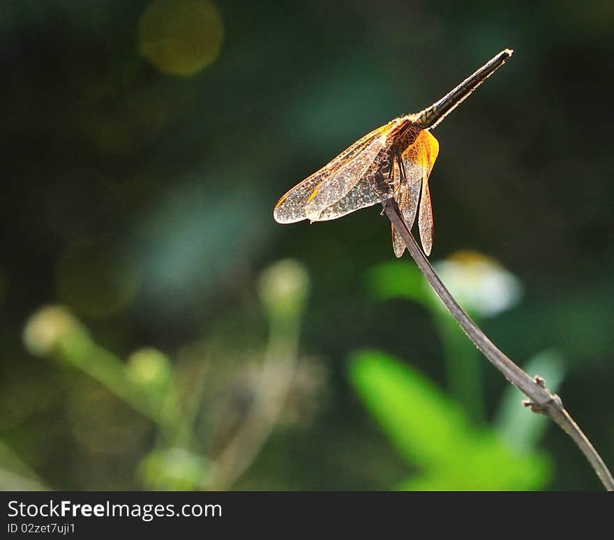 The beautiful colors dragonfly on the branches