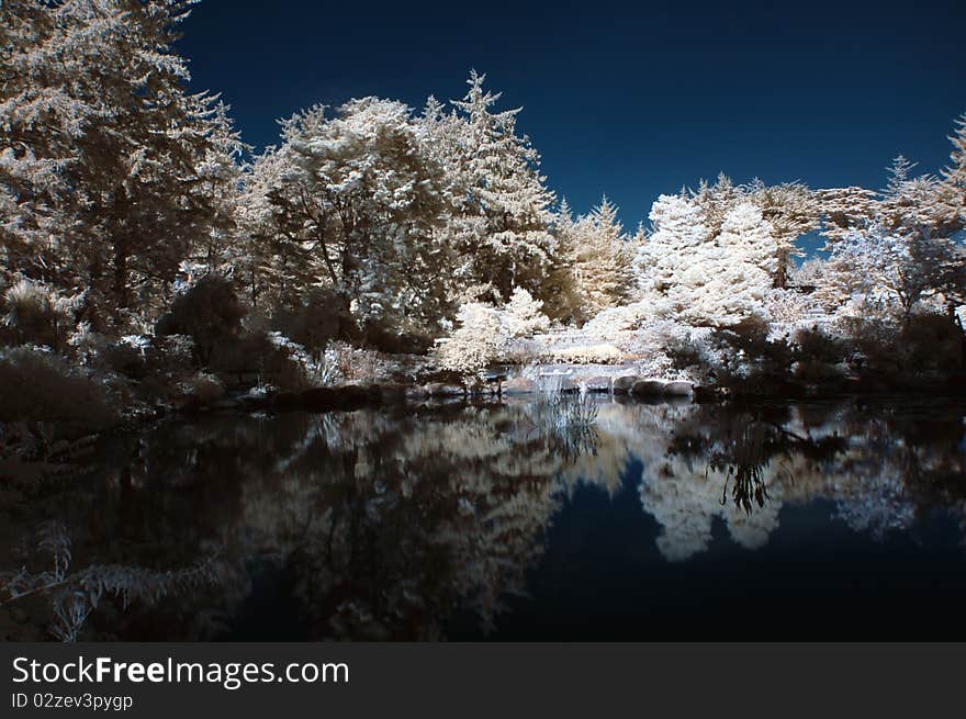 Beautiful calm pond with white infrared trees. Beautiful calm pond with white infrared trees.