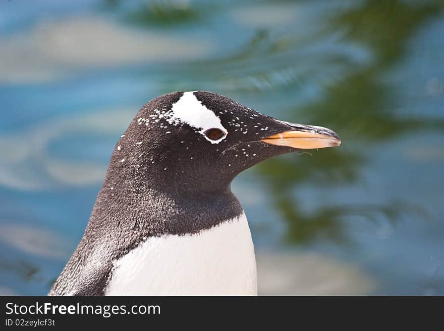 Gentoo Penguin