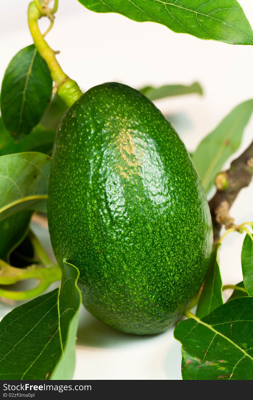 Avocado with leaves on a white background