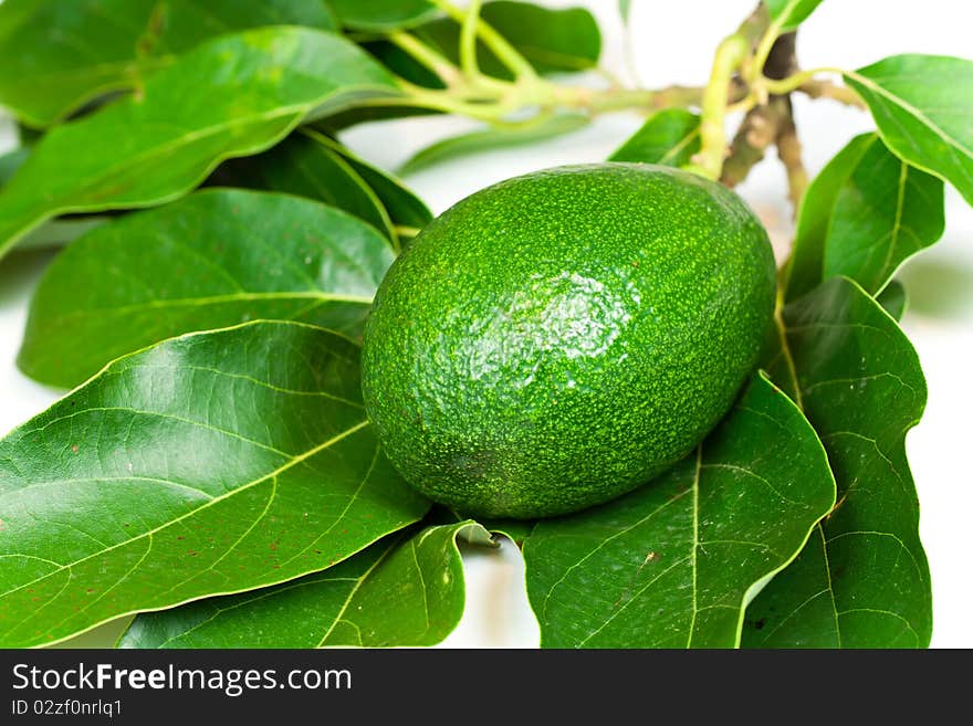 Avocado with leaves on a white background