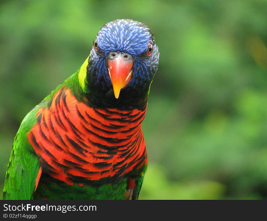 A colorful and beautiful carrot in bird park standing on a tree looking at you. A colorful and beautiful carrot in bird park standing on a tree looking at you