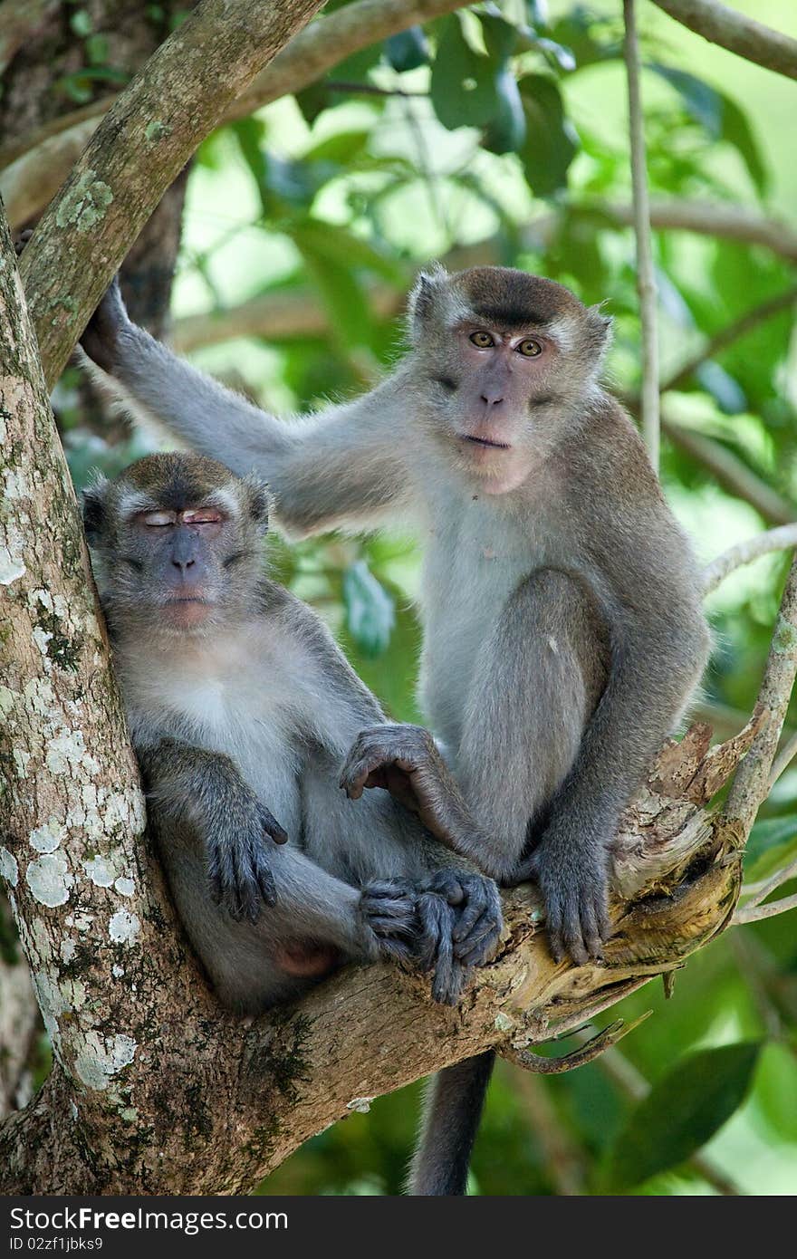 A male and female long-tailed macaque resting on a tree branch at Bako National Park, Sarawak, Malaysian Borneo. A male and female long-tailed macaque resting on a tree branch at Bako National Park, Sarawak, Malaysian Borneo.