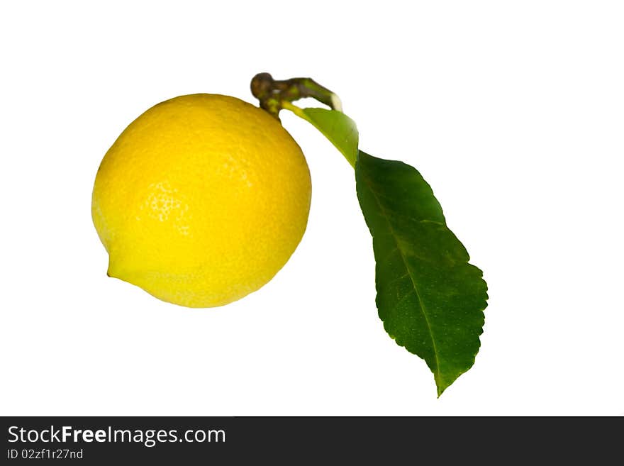 Ripe Lemon With Leaves  On White Background