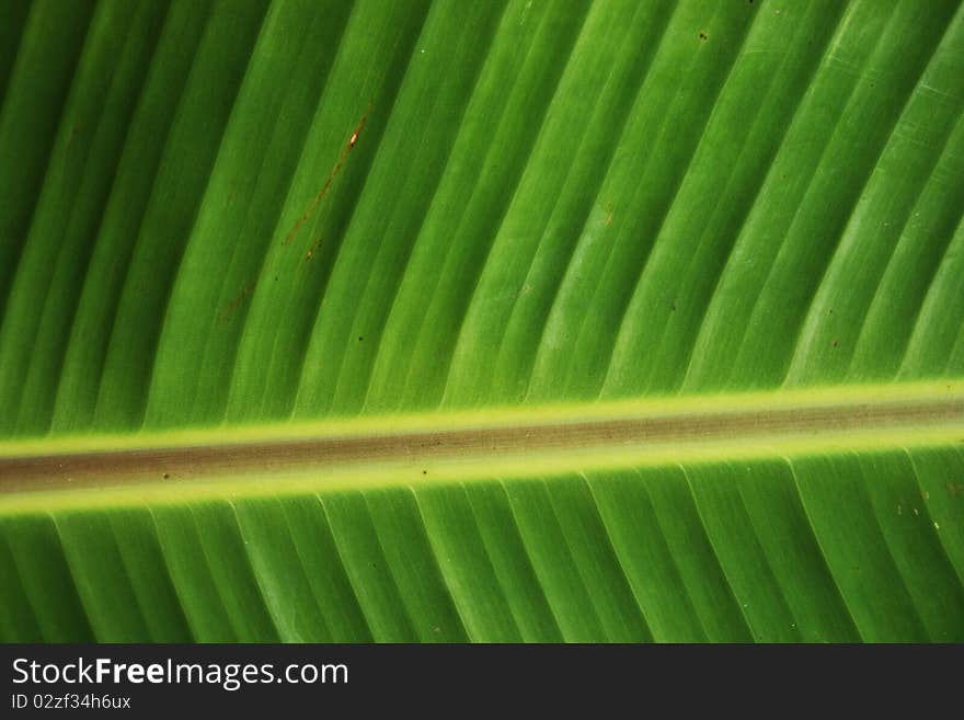 A young green leaf with green, yellow & brown composition. A young green leaf with green, yellow & brown composition.