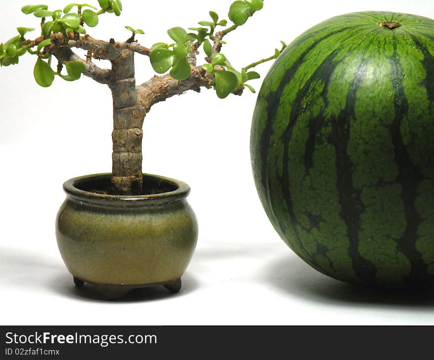 Sweet melon and ornamental deciduous tree is very beautiful