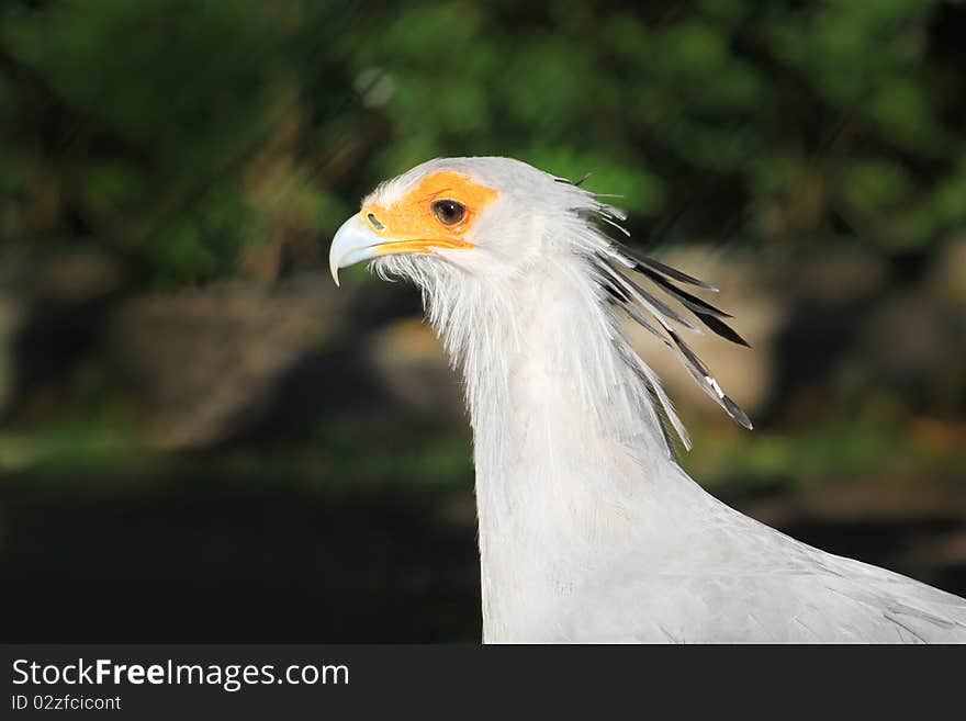 Portrait of a pretty Secretary Bird from Africa