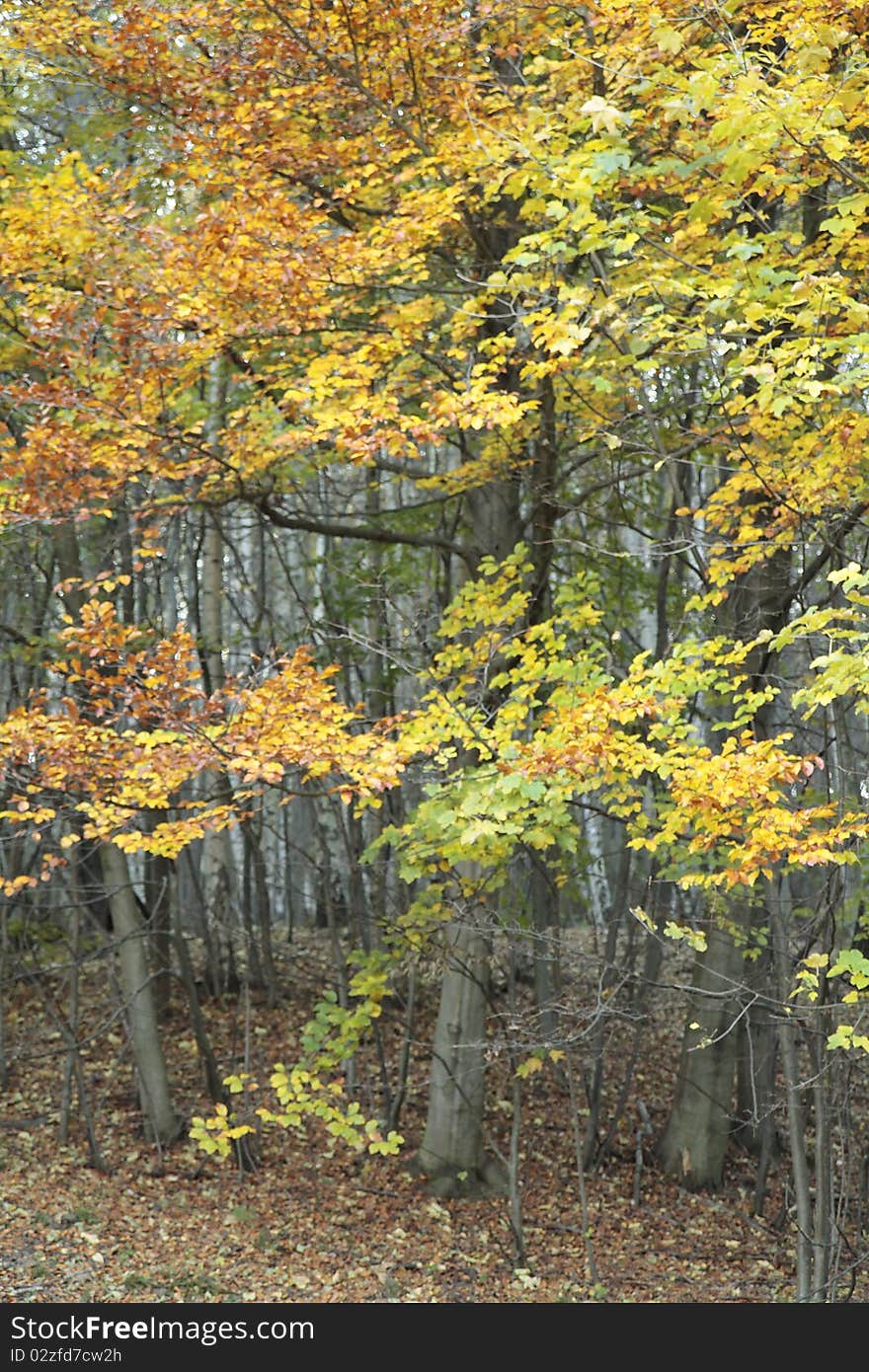 Yellow leaves on the trees in autumn