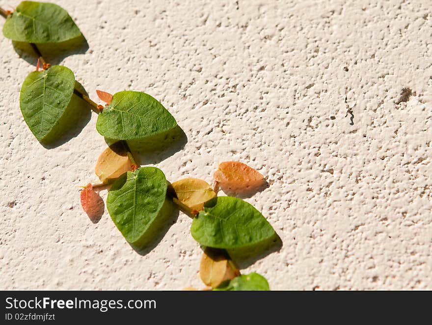 The green and red leaves plant growing on the wall. The green and red leaves plant growing on the wall