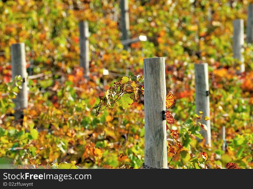 Close-up of a vineyard in mid fall. Close-up of a vineyard in mid fall