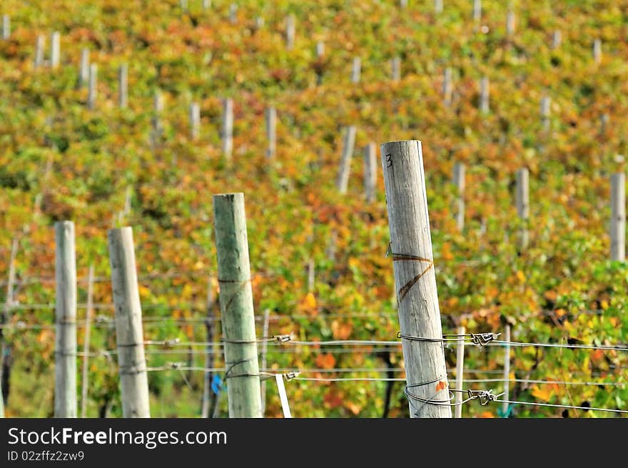 Close-up of a vineyard in mid fall. Close-up of a vineyard in mid fall