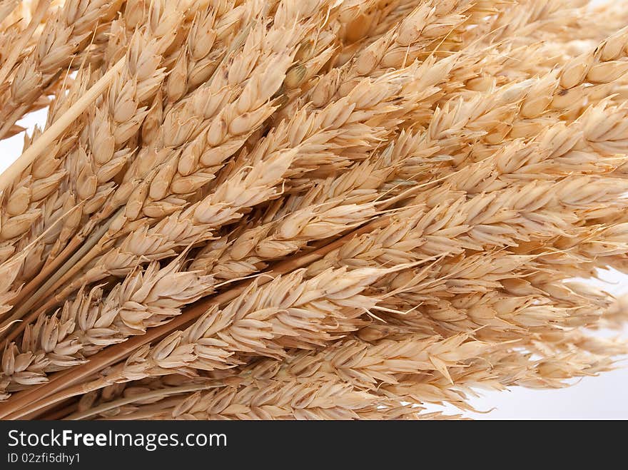 Wheat Ears