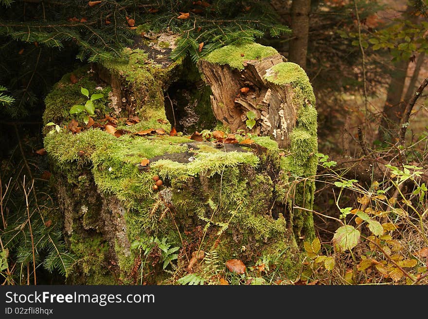 Autumn tree trunk closeup in forest