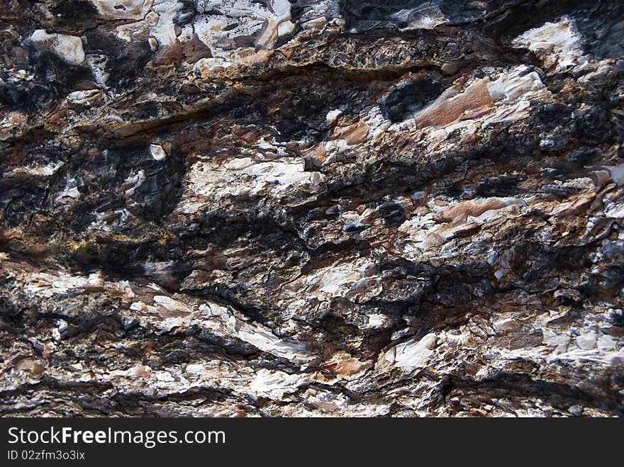 Pine tree burn bark texture detailed