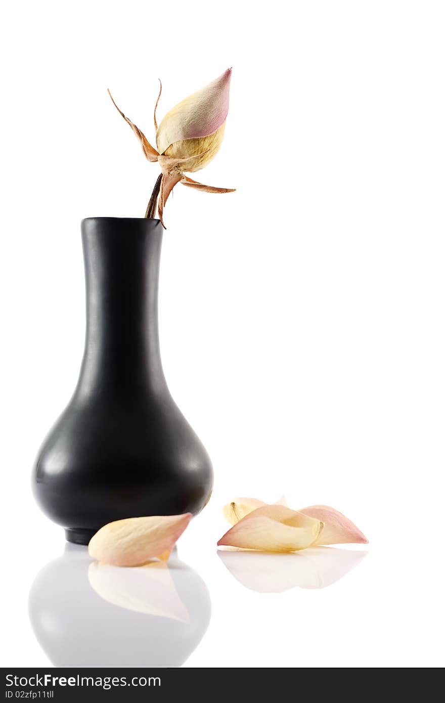 Dry rose in the black ceramic vase on white background. Dry rose in the black ceramic vase on white background