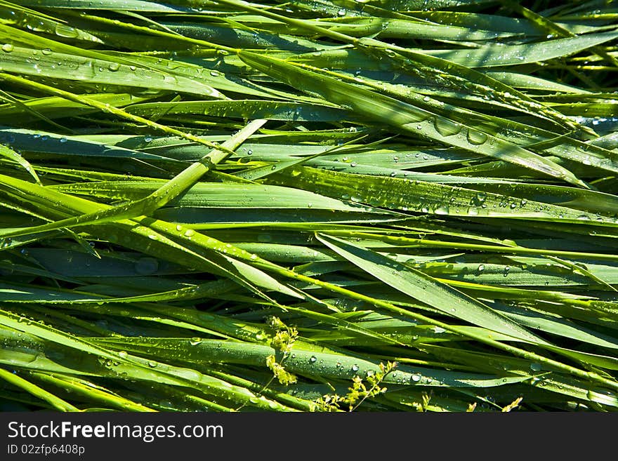 Green Wheat Grass With Dewdrops