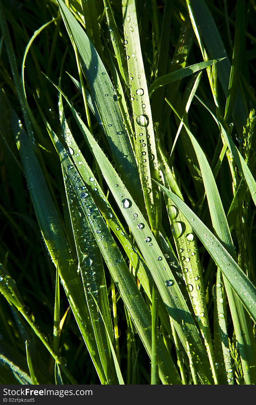 Green Wheat Grass With Dewdrops