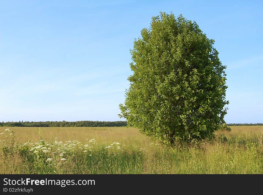 Tree in the field