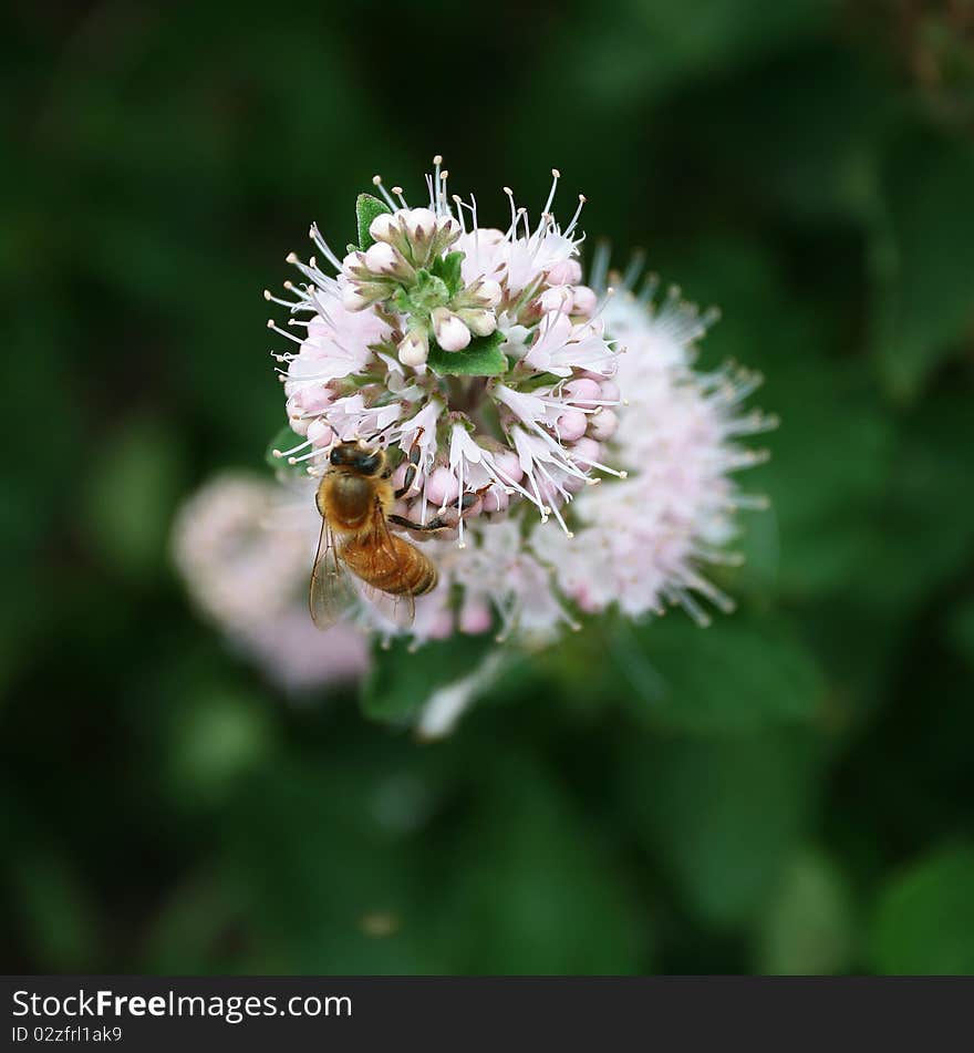 Bee on the flower