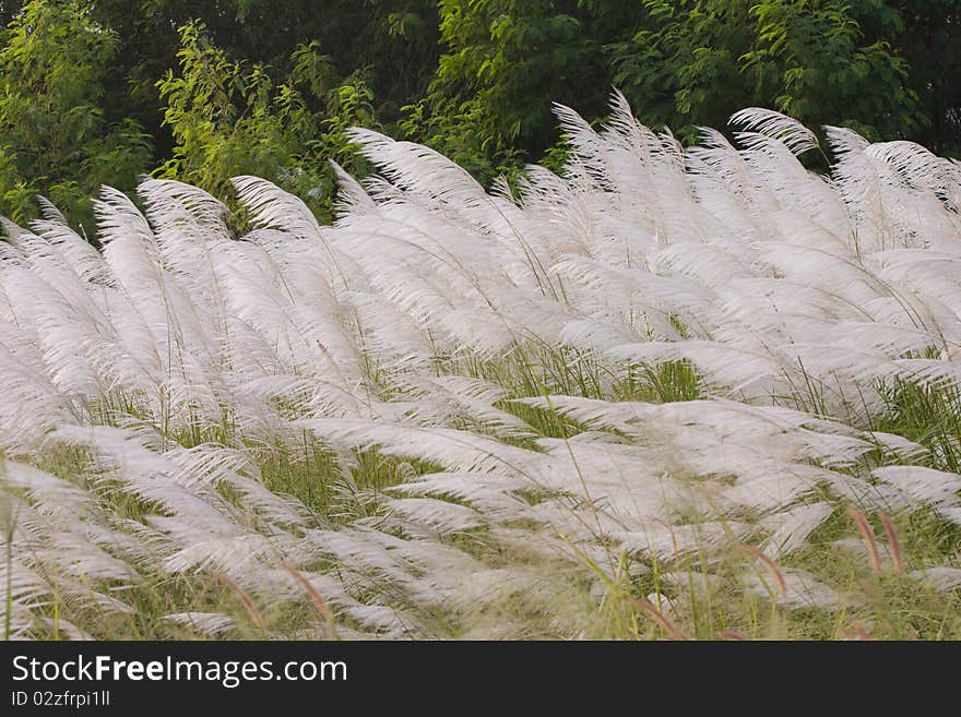 Prairie Grass