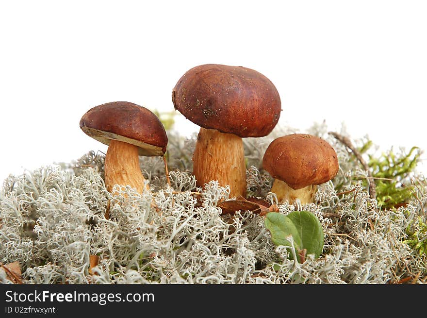 King boletus mushroom with gray moss on white background. King boletus mushroom with gray moss on white background