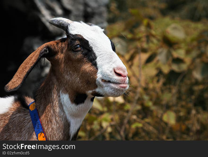 The Close Up of A Little Goat