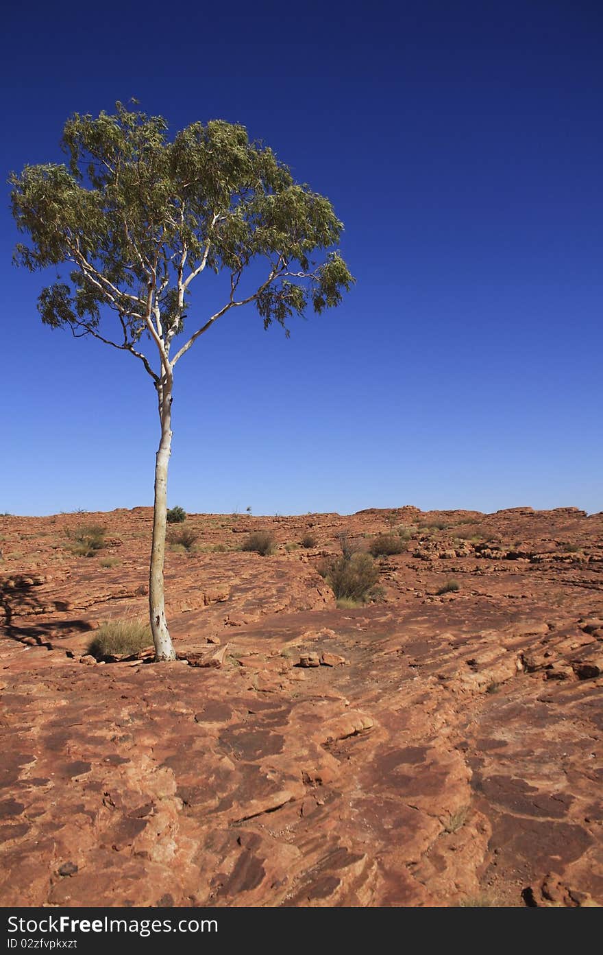 A isolated tree stands in Kings Canyon