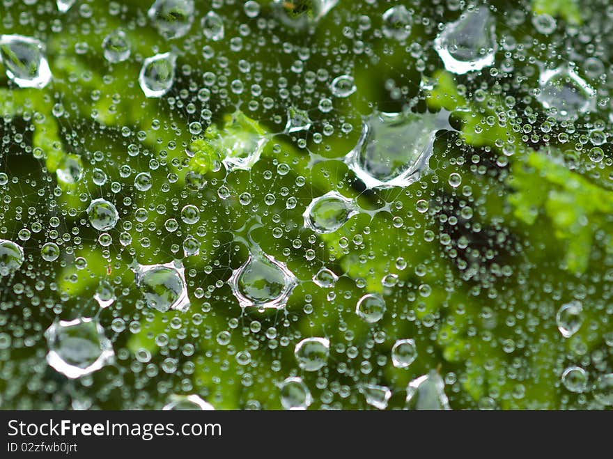 Water droplets on spider web over green shrub. Water droplets on spider web over green shrub