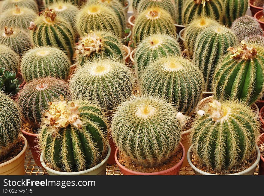 Image of small cactus plants at farm