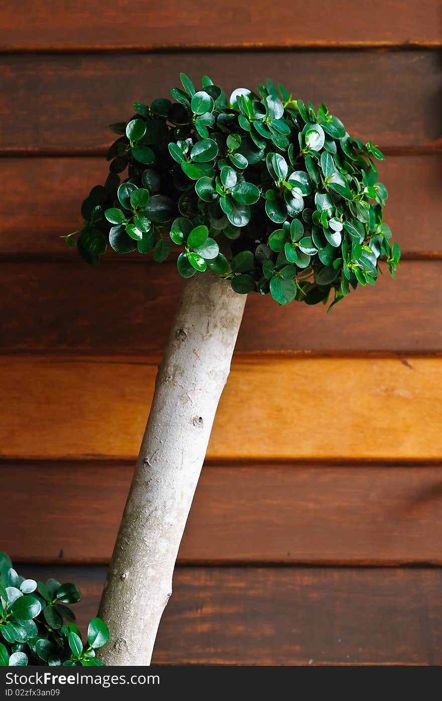 Tree Over Wood Pattern