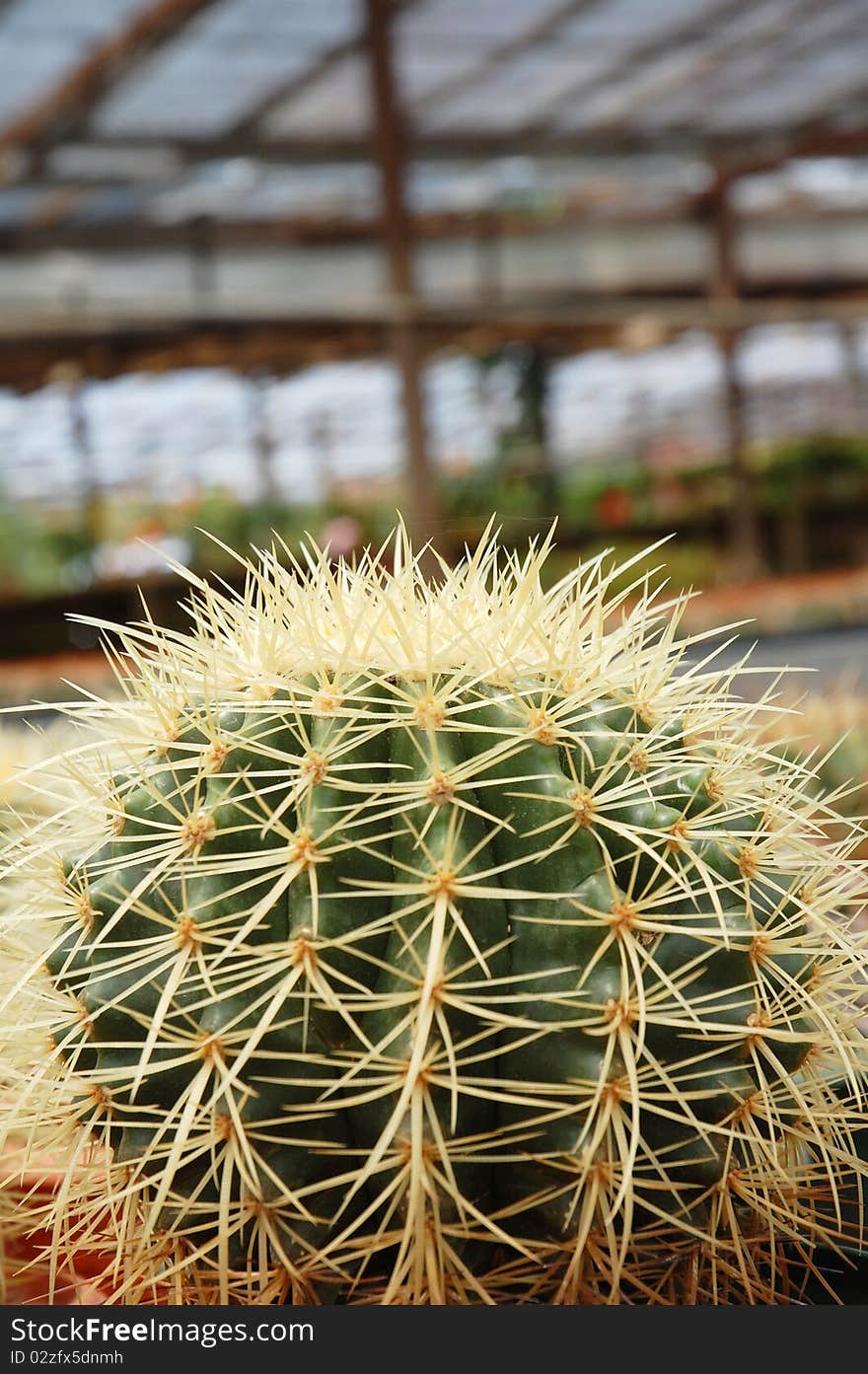 Image of small cactus plant at farm. Image of small cactus plant at farm