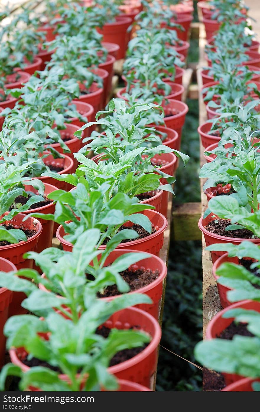 Image of green plants at farm