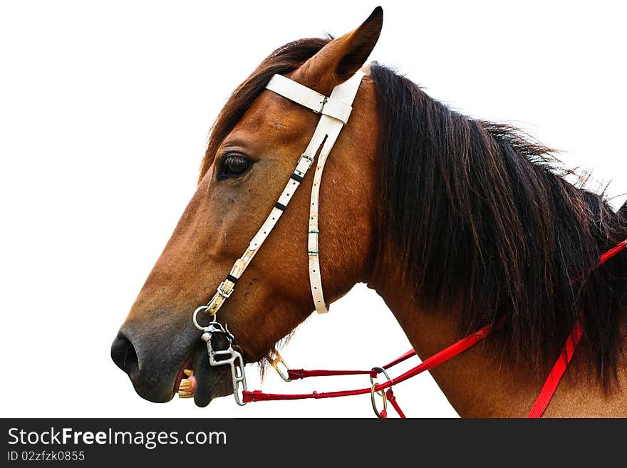 Horse on the beach