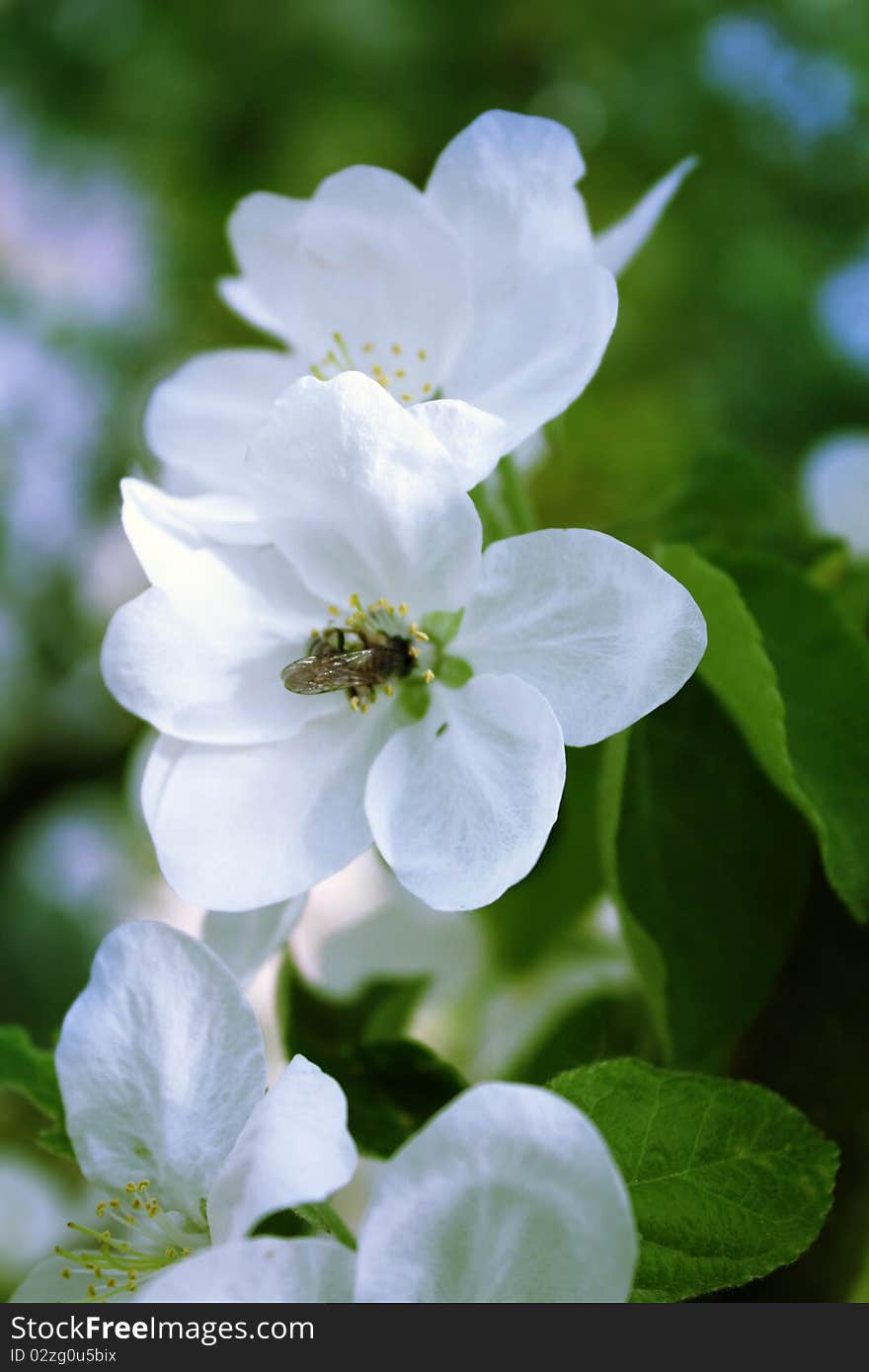 Blooming Tree