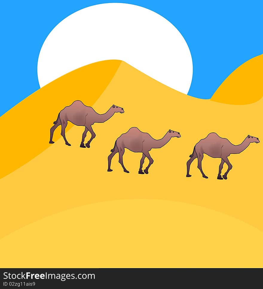 Camels go on desert