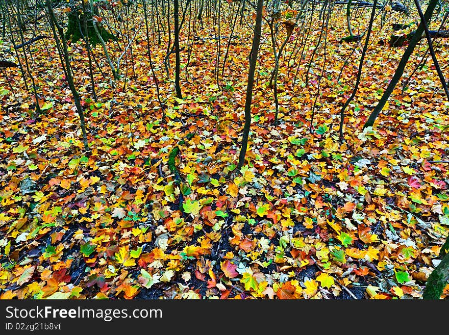 Background group autumn orange leaves. Outdoor