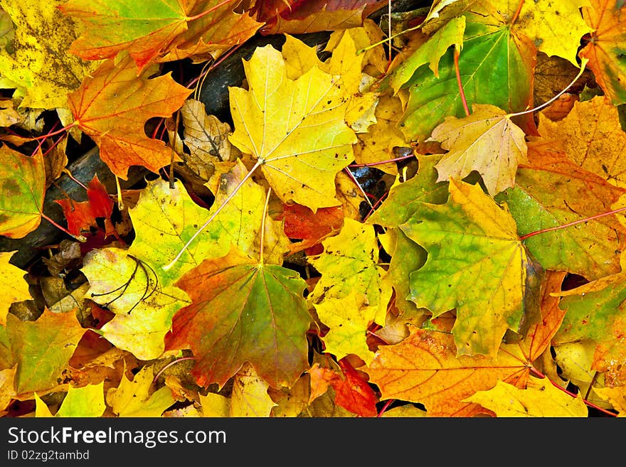 Background group autumn orange leaves. Outdoor