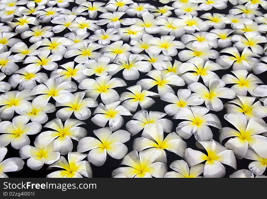 Beautiful flowers floating in water. Thailand.