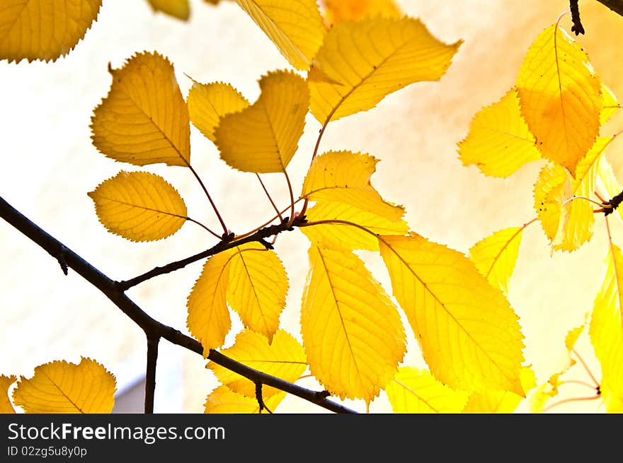 Background Group Of Autumn Leaves