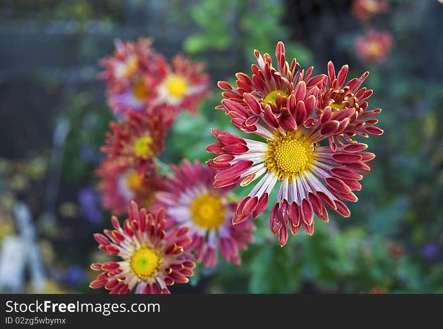 Chrysanthemum flowers