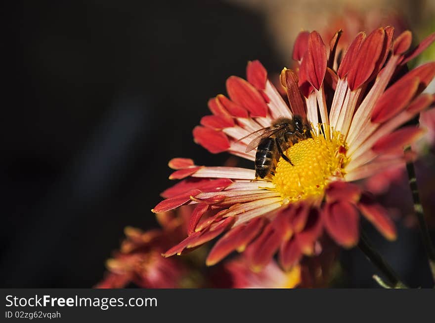 A bee collects honey from a flower chrysanthemum