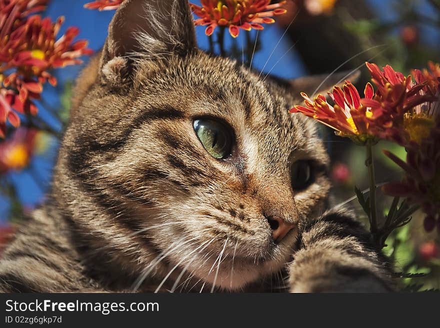 Portrait of a cat sitting in chrysanthemum flowers