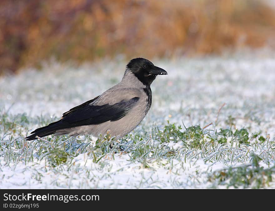 Hooded Crow