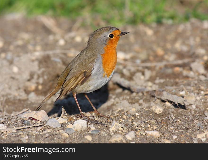 Robin (erithacus Rubecula)