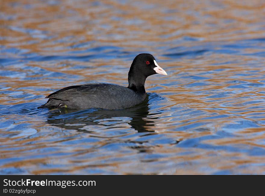 Coot swimming