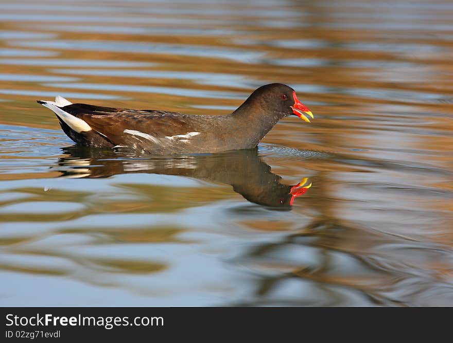 Moorhen swimming