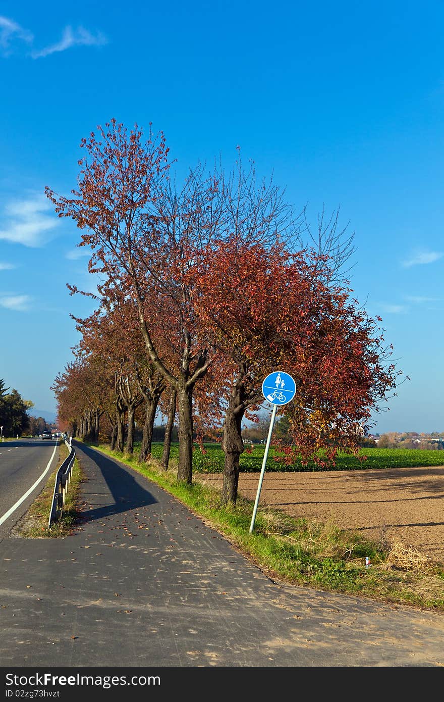 Bicycle and pedestrian lane under trees