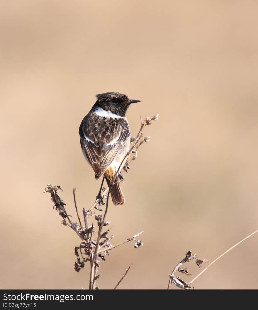 European stonechat