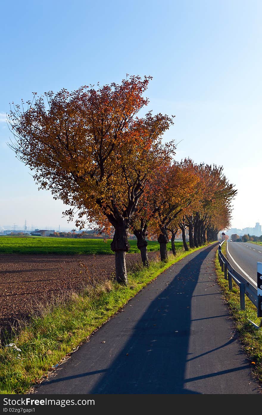 Bicycle and pedestrian lane under trees